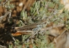Stenobothrus grammicus Cazurro, 1888