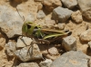Stenobothrus grammicus Cazurro, 1888