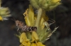 a determinar, Acrididae 20711 a determinar, Acrididae 20711