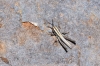 a determinar, Orthoptera f 20711 a determinar, Orthoptera f 20711