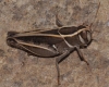 a determinar, acrididae ninfa Olocau 140712 a determinar, acrididae ninfa Olocau 140712