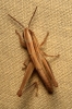 a identificar a identificar