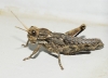 Acinipe deceptoria (Bolvar, 1878)