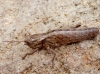 Acinipe sp.