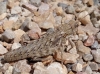 Acinipe sp.