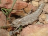 Acinipe sp.