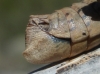 Acinipe sp.