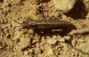 Acinipe sp.