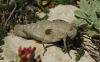 Kurtharzia nugatoria (Navs, 1908)
