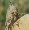 Kurtharzia nugatoria (Navs, 1908)
