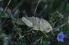 cf. Kurtharzia nugatoria (Navs, 1908)