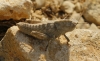 cf. Kurtharzia nugatoria (Navs, 1908)