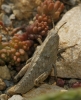 cf. Kurtharzia nugatoria (Navs, 1908)