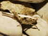 Paratettix meridionalis (Rambur, 1838)