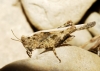 Paratettix meridionalis (Rambur, 1838)