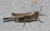 Paratettix meridionalis (Rambur, 1839)