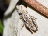 Tetrix sp. Tetrix sp.