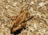 Tetrix undulata (Sowerby, 1806)
