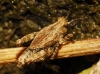Tetrix undulata (Sowerby, 1806)