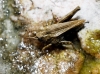 Tetrix undulata (Sowerby, 1806)
