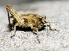Tetrix undulata (Sowerby, 1806)