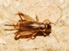 Eugryllodes pipiens (Dufour, 1820)