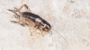 Eugryllodes sp.