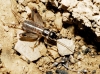 Eugryllodes Eugryllodes