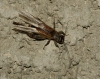 Eumodicogryllus bordigalensis (Latreille, 1804)