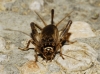 Eumodicogryllus bordigalensis (Latreille, 1804)