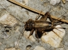 Eumodicogryllus bordigalensis (Latreille, 1804)