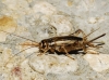 Eumodicogryllus bordigalensis (Latreille, 1804)