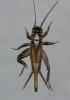 Eumodicogryllus bordigalensis (Latreille, 1804)
