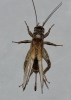 Eumodicogryllus bordigalensis (Latreille, 1804)