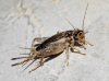 Eumodicogryllus bordigalensis (Latreille, 1804)