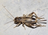Eumodicogryllus bordigalensis (Latreille, 1804)