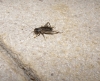 Eumodicogryllus bordigalensis
