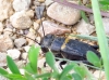 Gryllus (Gryllus) campestris Linnaeus, 1758