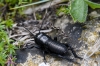Gryllus (Gryllus) campestris Linnaeus, 1758