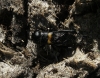 Gryllus (Gryllus) campestris Linnaeus, 1758