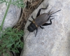 Gryllus (Gryllus) campestris Linnaeus, 1758