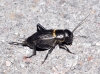Gryllus (Gryllus) campestris Linnaeus, 1758