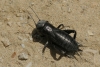 Gryllus (Gryllus) campestris Linnaeus, 1758