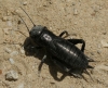 Gryllus (Gryllus) campestris Linnaeus, 1758