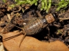Nemobius sylvestris (Bosc, 1792)