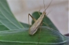 Oecanthus 2/2 Oecanthus 2/2