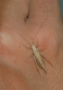 Oecanthus dulcisonans Gorochov, 1993