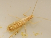 Oecanthus pellucens (Scopoli, 1763)