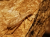 Oecanthus pellucens (Scopoli, 1763)