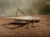 Oecanthus pellucens (Scopoli, 1763)